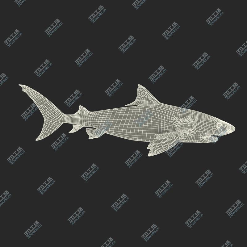 images/goods_img/20210313/Tiger Shark/4.jpg